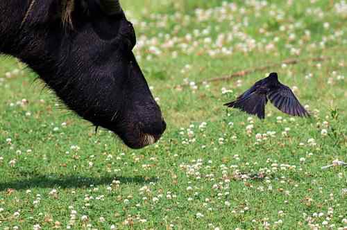 黑卷尾 湖北常见候鸟