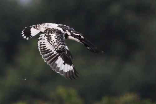 武汉鸟人爱上斑鱼狗