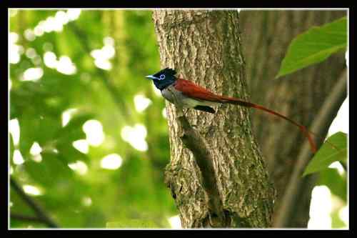 湖北三阳观鸟大赛 寿带鸟