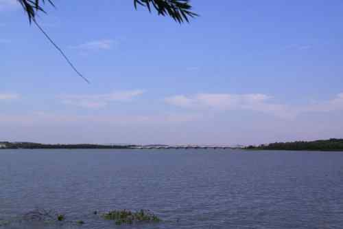 武汉杨桥湖风光 鸟类繁多