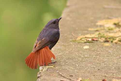 家乡的鸟——红尾水鸲