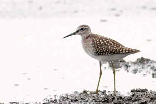 武汉观鸟——林鹬
