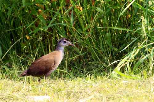 红脚苦恶鸟:感谢新疆鸟类摄影师穗穗红! 红脚苦恶鸟:感谢新疆鸟类摄影师穗穗红!