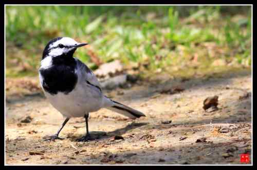 白面书生 白鹡鸰 武汉东湖