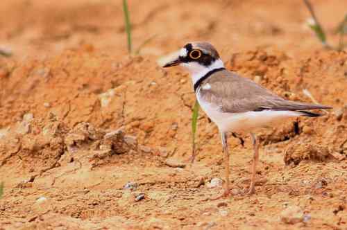 金眶鸻和长嘴剑鸻 很好区分