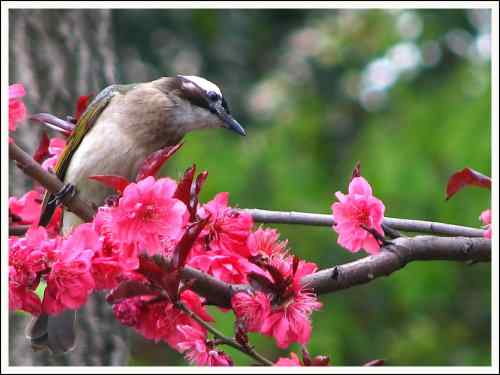 白头富贵 白头翁 白头富贵 白头翁