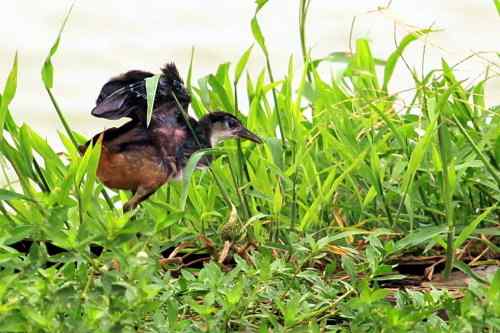 白胸苦恶鸟 武汉并不常见