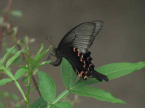 漂亮的蝴蝶 漂亮的蝴蝶