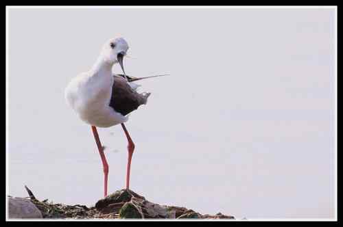 长腿娘子 黑翅长脚鹬