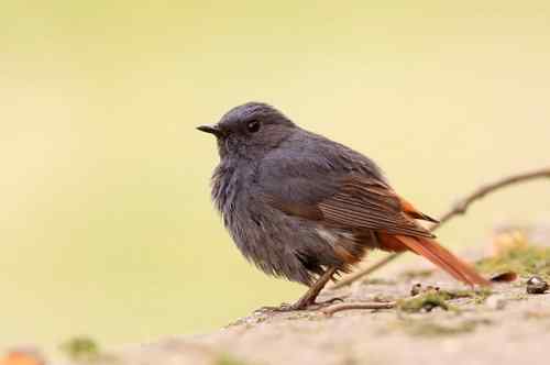 家乡的鸟——红尾水鸲