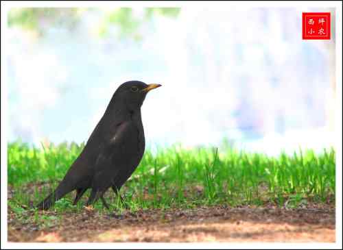菜鸟歌唱也好听！写写乌鸫