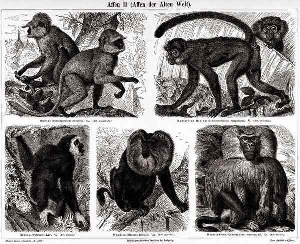 狮尾猴：最濒危的猕猴