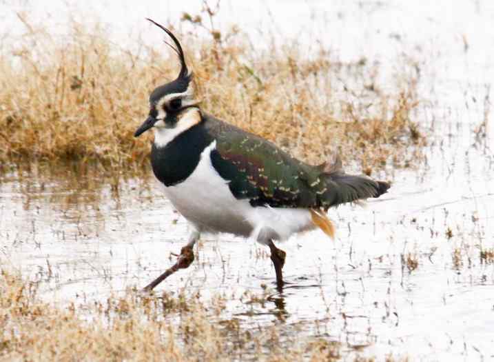 优雅的凤头麦鸡