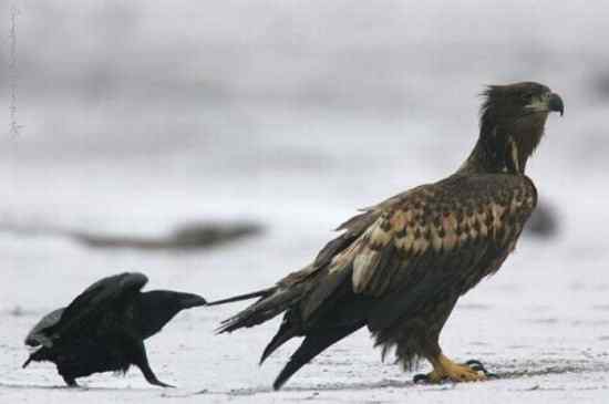 让人抓狂的鸟类