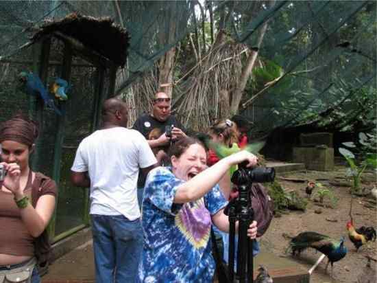 让人抓狂的鸟类