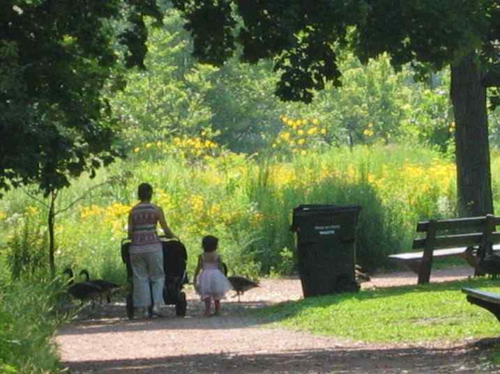 等待——林肯公园人与大雁的和谐