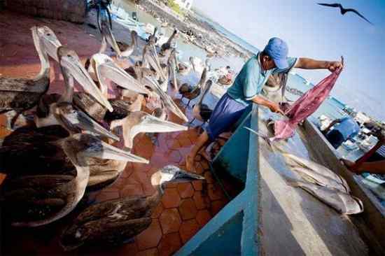 让人抓狂的鸟类