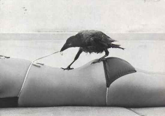 让人抓狂的鸟类