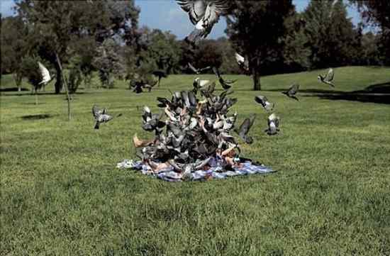 让人抓狂的鸟类