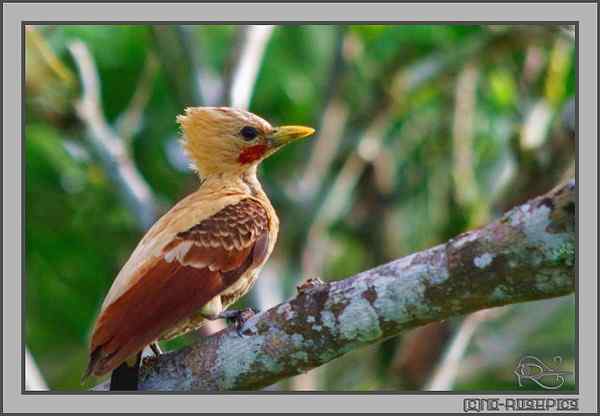 通体金黄的啄木鸟——乳脂色啄木鸟