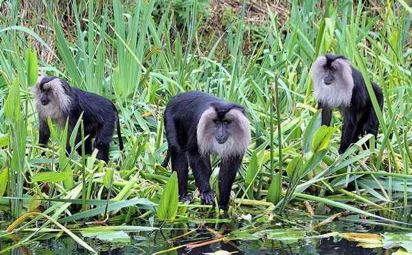 狮尾猴：最濒危的猕猴