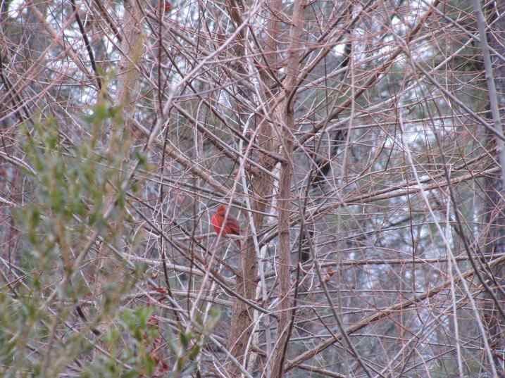 我们拍到清晰的主红鸟（枢机鸟）啦！