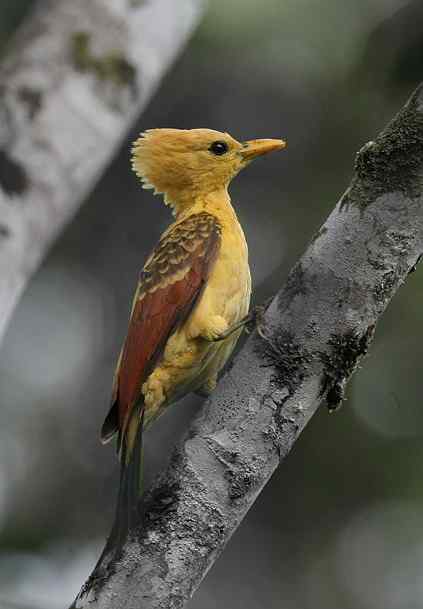 通体金黄的啄木鸟——乳脂色啄木鸟