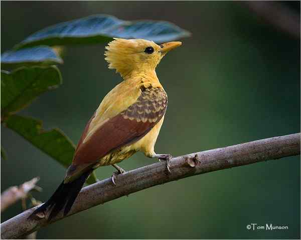 通体金黄的啄木鸟——乳脂色啄木鸟