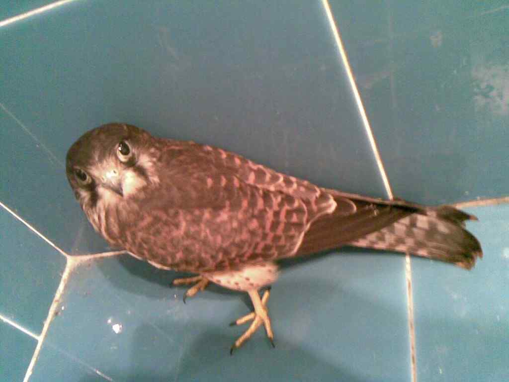 求助，红隼现身公司走廊