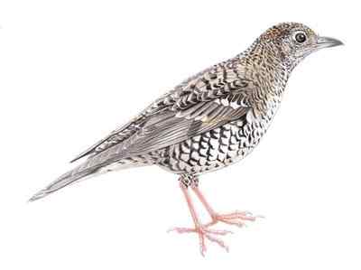 虎斑地鸫与餐厅老板