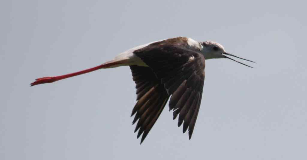 飞翔的“红腿娘子”