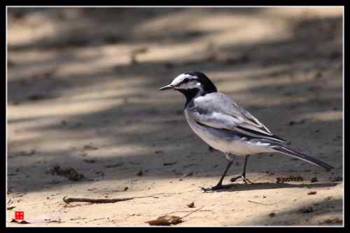 白面书生 白鹡鸰 武汉东湖