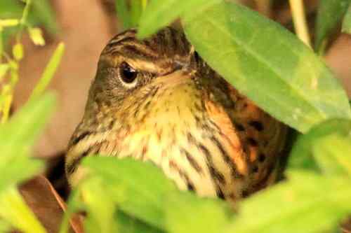 太阳下山前捡到的一只小鸟——矛斑蝗莺
