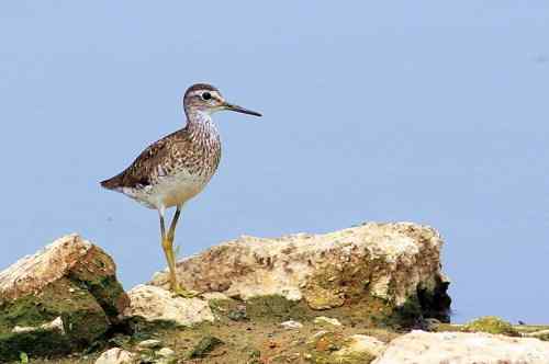 武汉观鸟——林鹬