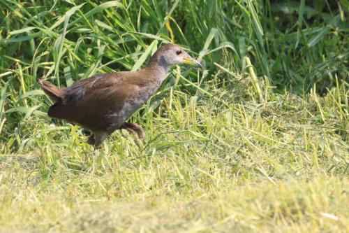 红脚苦恶鸟:感谢新疆鸟类摄影师穗穗红! 红脚苦恶鸟:感谢新疆鸟类摄影师穗穗红!