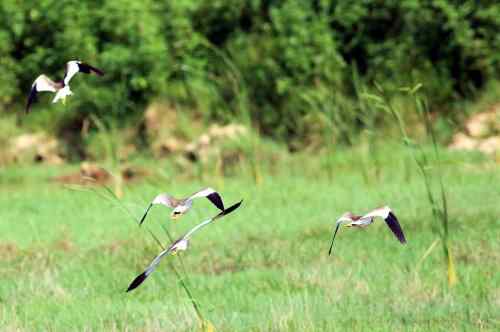 草地版的灰头麦鸡