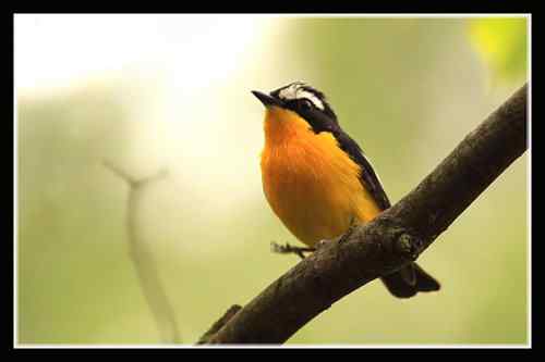 白眉姬鹟 武汉植物园