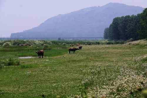 武惠堤的牛背鹭