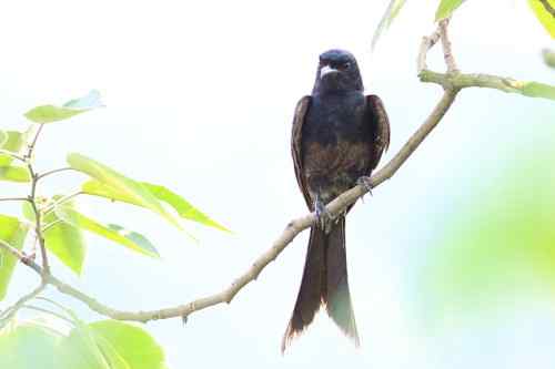 黑卷尾 湖北常见候鸟