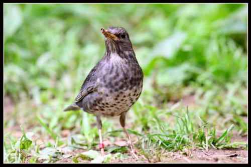 带环志的乌灰鸫  武汉大学