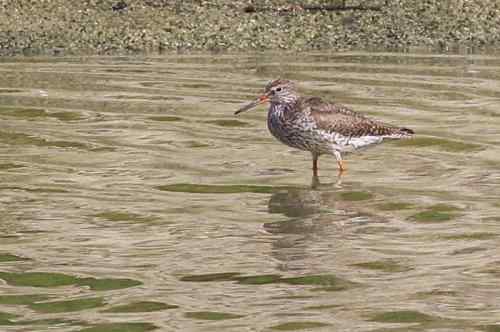 湖北湿地的红脚鹬 就一只