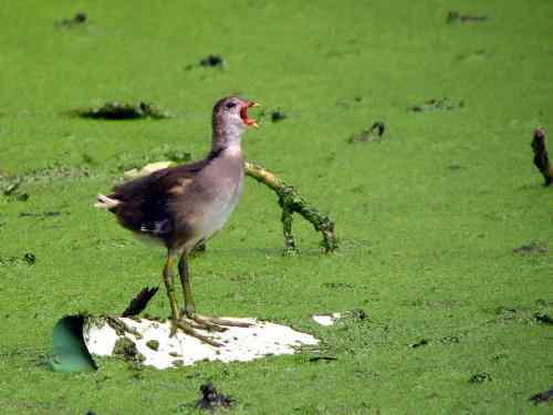 会游泳的黑水鸡 武汉
