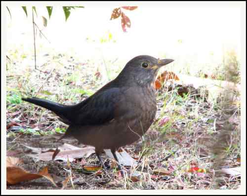 菜鸟歌唱也好听!写写乌鸫 菜鸟歌唱也好听!写写乌鸫
