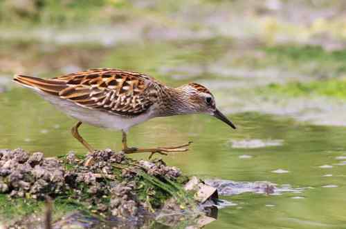 谭湖附近再拍长趾滨鹬 谭湖附近再拍长趾滨鹬