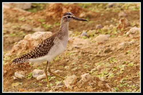 武汉观鸟——林鹬