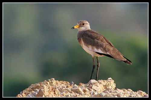 西坪小农半年观鸟小结