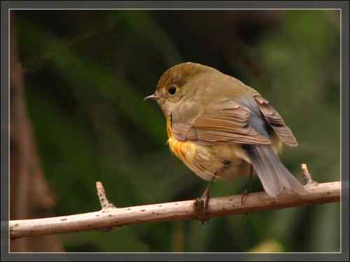 后花园的红胁蓝尾鸲 后花园的红胁蓝尾鸲