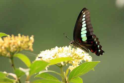 漂亮的蝴蝶 漂亮的蝴蝶