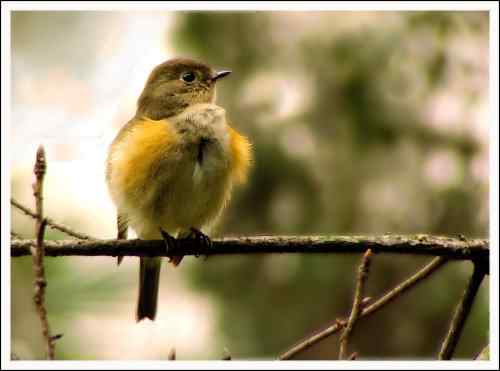 后花园的红胁蓝尾鸲 后花园的红胁蓝尾鸲