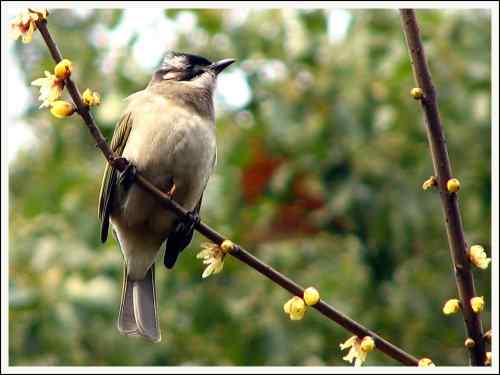 白头富贵 白头翁